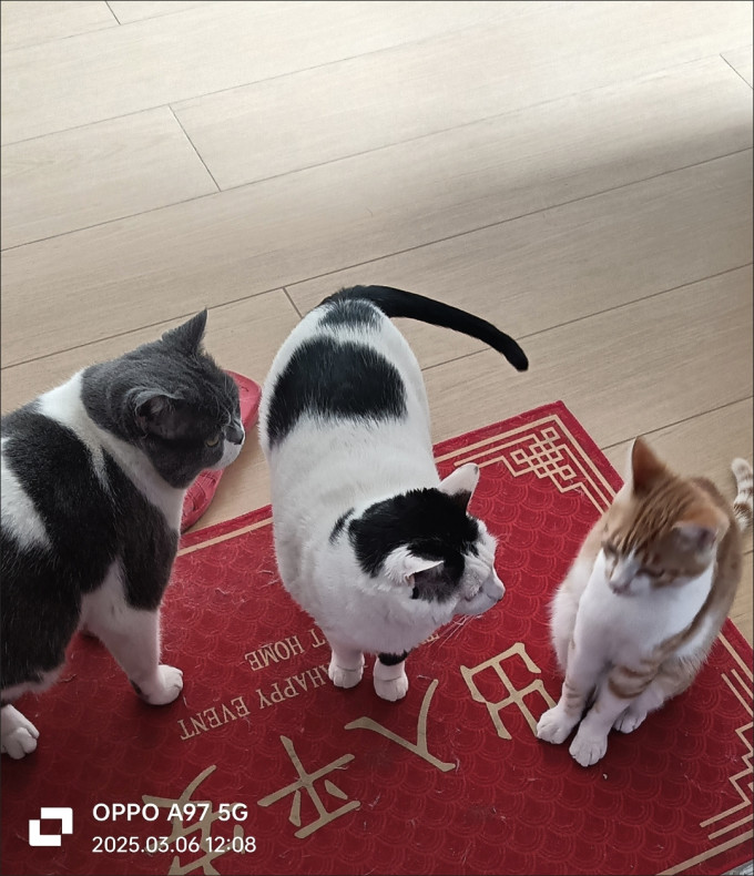 渴望其他宠物日用
