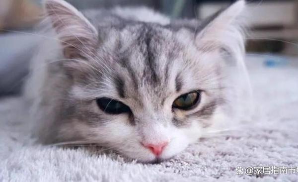 国产猫粮怎么判断靠不靠谱？除了配料表，还要看检测是否公开