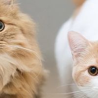 2026年7月猫粮实测,从配方到品控一次说清,看完不再纠结选哪款