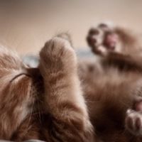 幼猫吃什么猫粮好？2026年十款最热门猫粮综合评测，哪些最值得买
