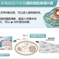 靶向麦角硫因贵3倍值不值?搞懂OCTN1转运机制后我有了答案