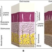 刷完牙嘴里还黏腻？舌背、颊侧、上颚——你可能从未清洁过这些地方