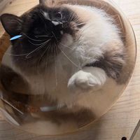 猫咪友好收纳，空间魔法大揭秘！