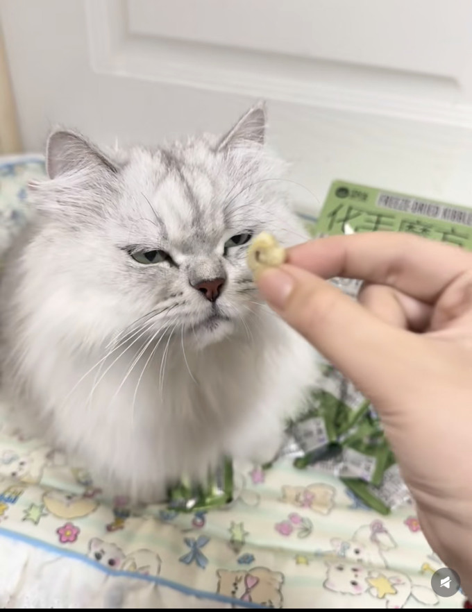 猫咪