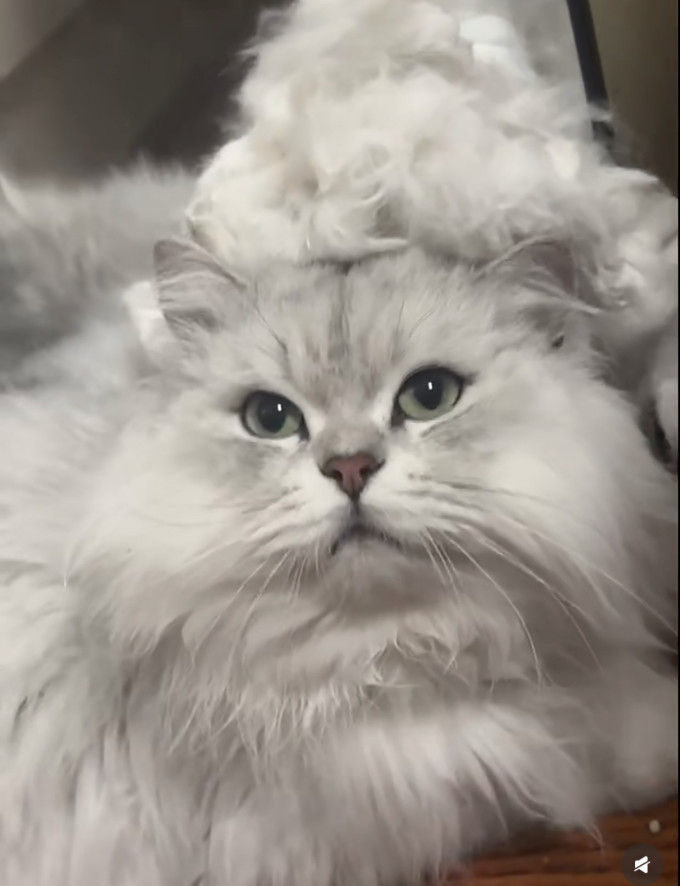 猫咪