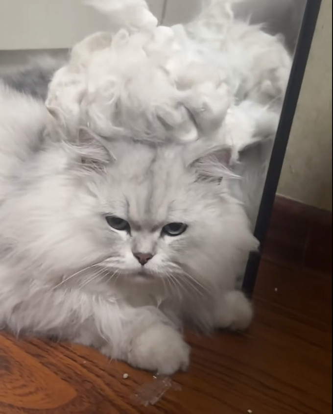 猫咪