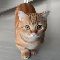 新手养猫没必要入手的鸡肋玩具