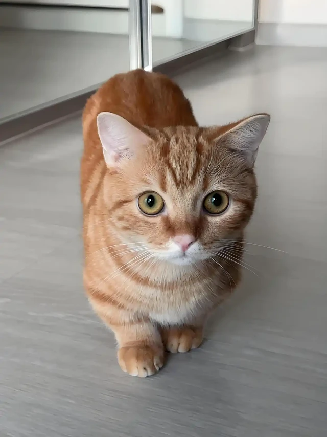 新手养猫没必要入手的鸡肋玩具