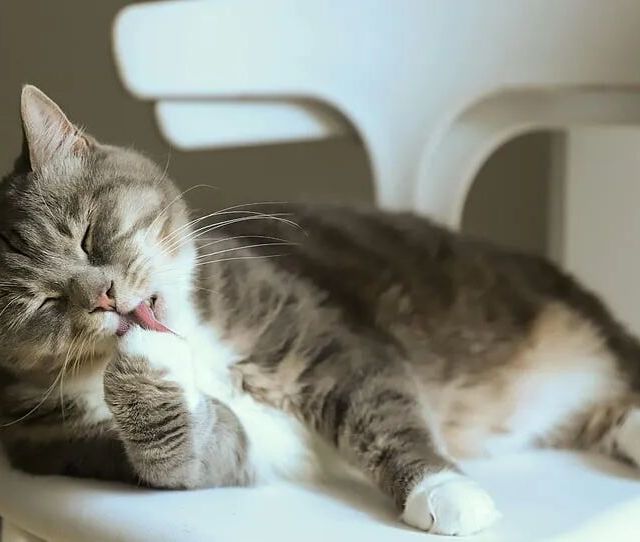 渴望猫粮高端却非万能粮：原味鸡vs六种鱼真实评测对比