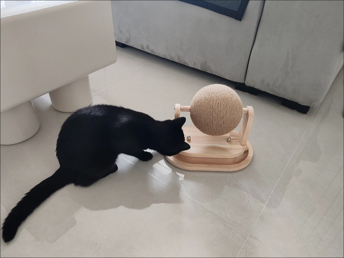 猫咪