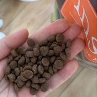 跟风入手百利高蛋白，实测果真名不虚传