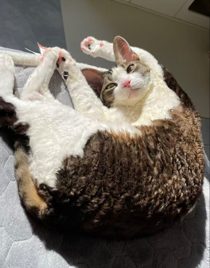 百利猫粮