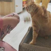 无谷低敏猫粮改善软便