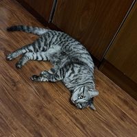 素力高鲜肉三文鱼美毛效果显著