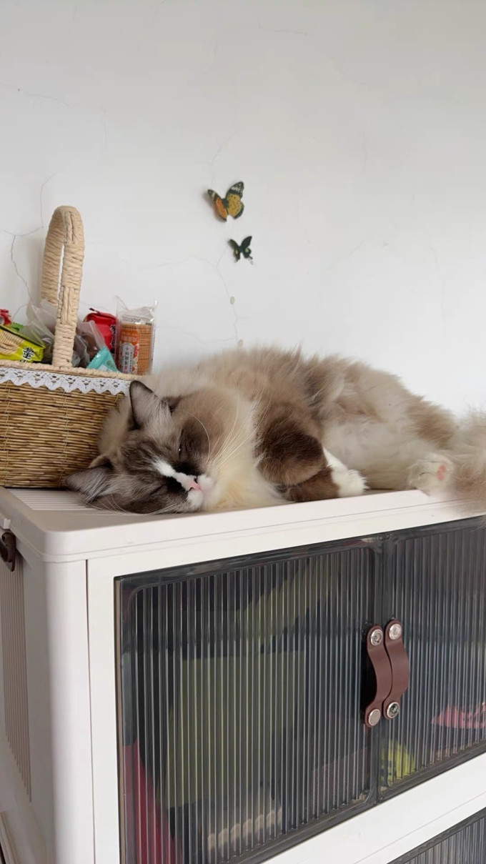素力高猫粮