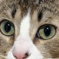 养猫三年无限回购！全套刚需品牌好物，告别软便异味