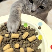蓝氏乳鸽猫粮,我家猫咪一秒上头的干饭口粮