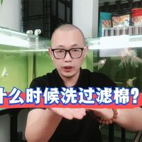 90%的人在用自来水洗滤棉，难怪整缸鱼都团灭了