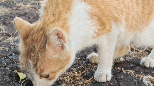 养猫三年踩遍无数坑！真实好物清单拯救新手铲屎官 