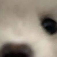 幼犬几个月不用泡狗粮?怎么让它适应干狗粮?新手必看!
