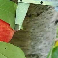 口碑绝佳的光合叶绿素，哪家才是专业之选？快来一探究竟！
