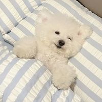 狗狗每天准时叫你起床，不是在闹，是在说这5件事