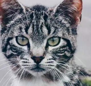 兽医说猫黑下巴和猫粮油不沾边？那0喷油粮还能买吗