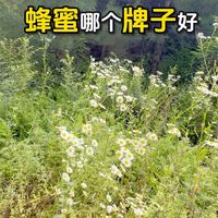 蜂蜜哪个牌子好？日常冲饮、送礼优质品牌一次性讲清