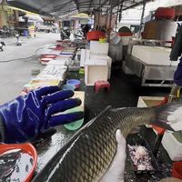 难怪饭店草鱼从不腥！去腥关键在于这根白线，9成人不知道
