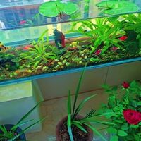 养鱼新手必看：一体缸还是裸缸？3分钟帮你做明白选择