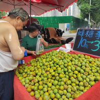 蜂糖李价格崩了！上市20天"膝盖斩"，批发商：还会再降