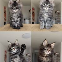 花大价钱买回缅因猫怕被坑?记住这5个特征,串串一眼识别