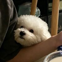 长期把米饭面条当狗饭，等于在慢慢透支它的健康！兽医警告：别让爱变成伤害