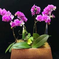 蝴蝶兰长红蜘蛛别慌！夏季养护3大坑，防治步骤全讲清，看完少走弯路