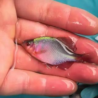 鳑鲏嘴小吃饵有门道：钩小饵轻状态软腥味重，三点做到连竿不难