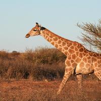 坦桑尼亚万元野奢对决:私密Safari还是渡河C位?一篇说清选谁