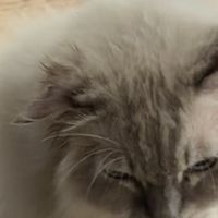 养猫人必入 | 猫癣反复折腾半年,最后被这个滴剂救了