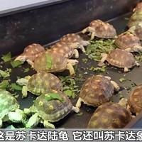 爬宠新手七成死于环境设置:加热垫没温控等于给它们买死亡陷阱