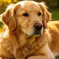 7岁后别等！老年犬养护全指南：饮食、体检、运动一次说清