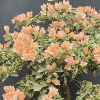 别再被骗了！这6种花偏要“大盆伺候、大水猛浇”，才越长越精神