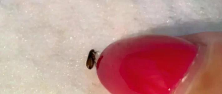 腿上一串小红点越抓越痒？跳蚤在作祟！教你从识别到根除
