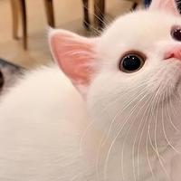多猫家庭选粮头秃？这四款口碑猫粮测评，兼容省心不踩雷