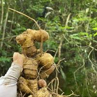 野生黄精比种植的更补？错了！90%的人都不知道的真相
