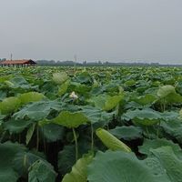 夏日出游不遭罪,千亩荷花池是普通人舒服的避暑游玩方案