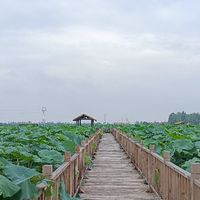 拒绝夏日旅游内卷,千亩荷花池慢游,才是最接地气的舒适方案