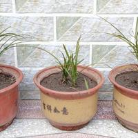 兰花换盆后枯萎？老手：手太勤是主因，“懒人养护法”服盆快