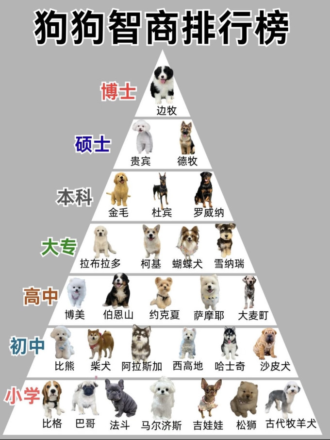 狗狗