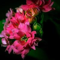 长寿花夏季修剪常见5大坑:剪错位置白忙活,剪对入秋开成大花球