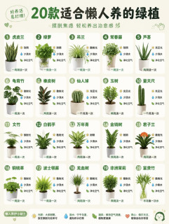 20款适合懒人养的绿植🌿好养活易打理