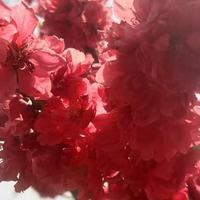 哪一款防干烧智能燃气灶好？林内星厨3.0说说